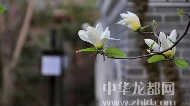 淮陽蓮舍，多了一份味道