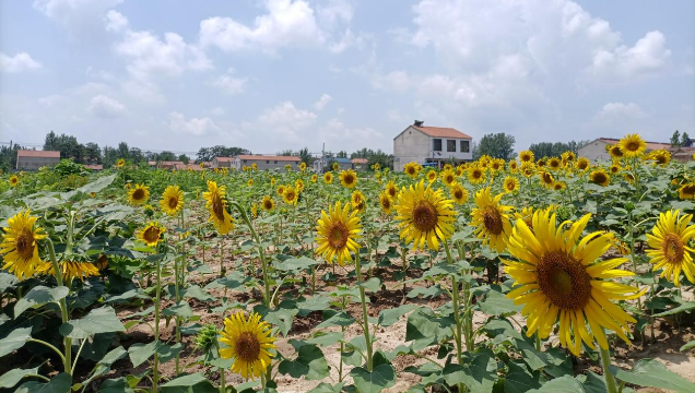 [鹿邑]馬鋪鎮(zhèn)：廢閑土地開出“幸?；ā?> </a></TD>             </TR>           </TBODY>         </TABLE>         <TABLE class=margin_4 border=0 cellSpacing=0 cellPadding=0 width=